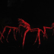 Spyder crabs by Schizoform