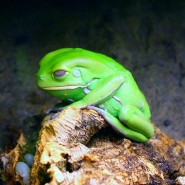 sad frog by avmaier