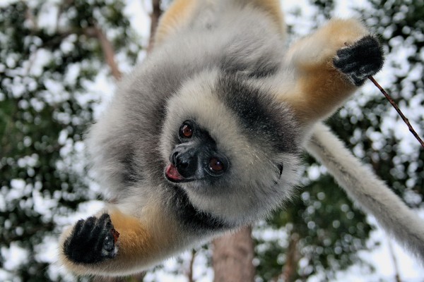 Drumcomplex is a Lemur from Madagascar